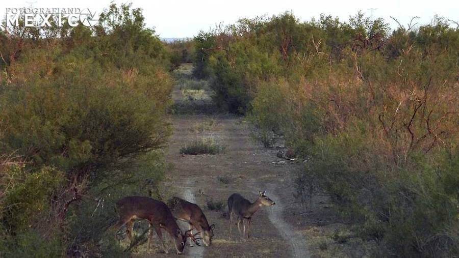 Pueblo Mágico Guerrero en Coahuila ¿Cuáles son sus atractivos turísticos?