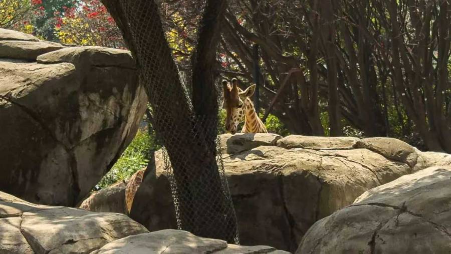 Zoológico de Chapultepec, refugio de animales en CDMX