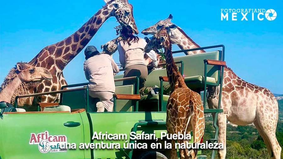 Africam Safari, Puebla: una aventura única en la naturaleza