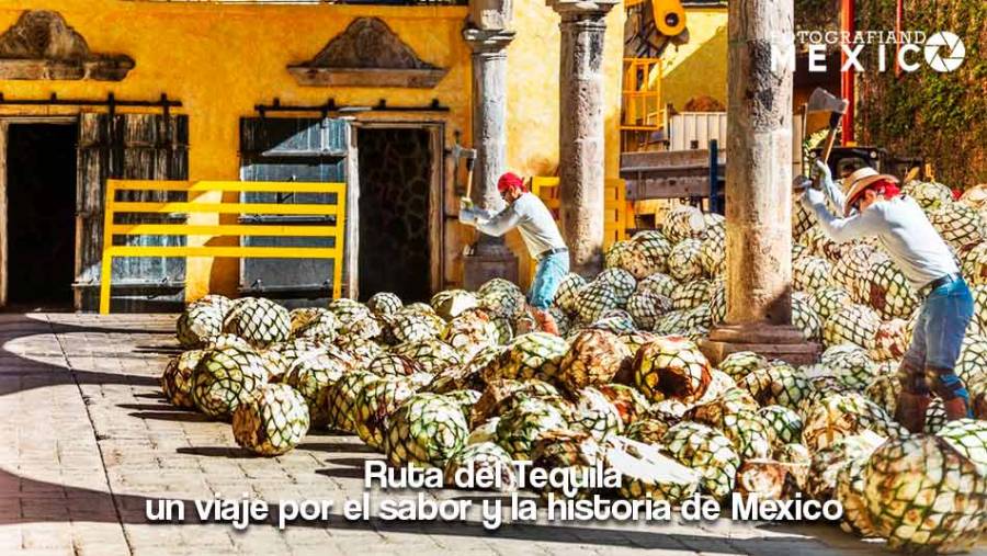 Ruta del Tequila: un viaje por el sabor y la historia de México