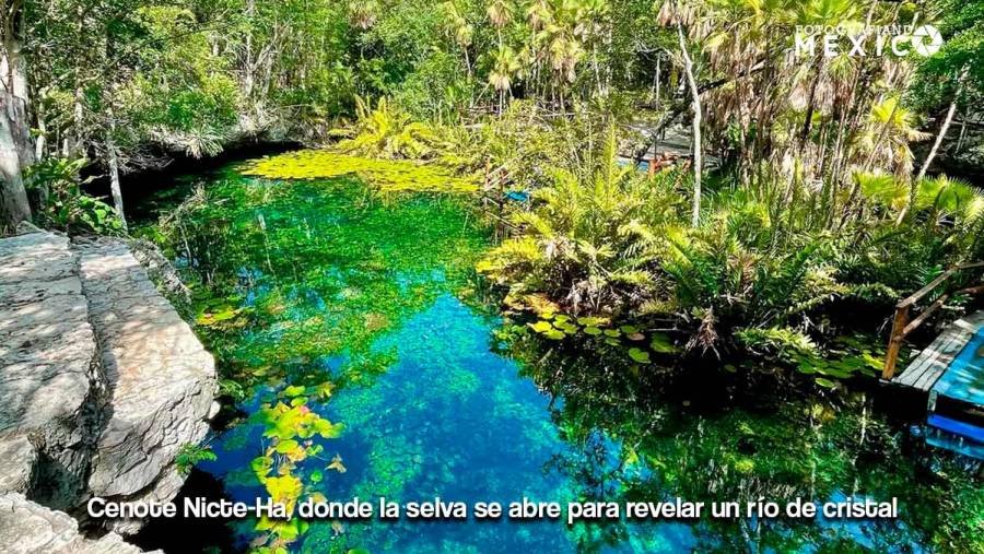 Cenote Nicte-Ha en Tulum: Guía de Viaje, Costos y Jardín de Lirios