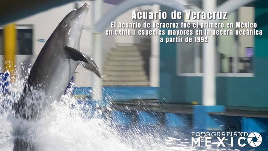 Acuario de Veracruz el acuario más importante de todo México