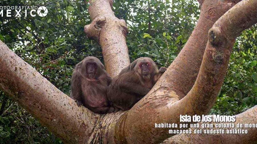 La Isla de los monos una experiencia inigualable en Veracruz