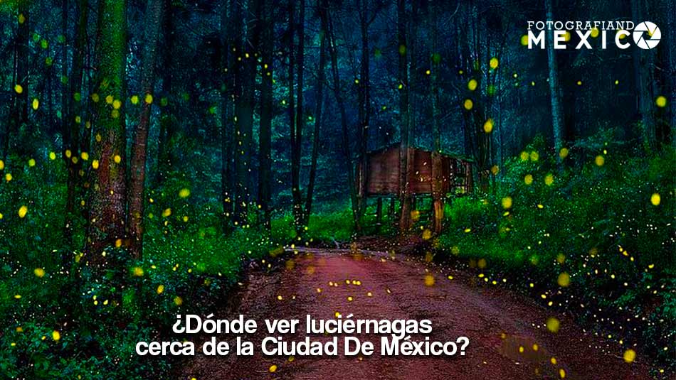 ¿Dónde ver luciérnagas cerca de la Ciudad De México?