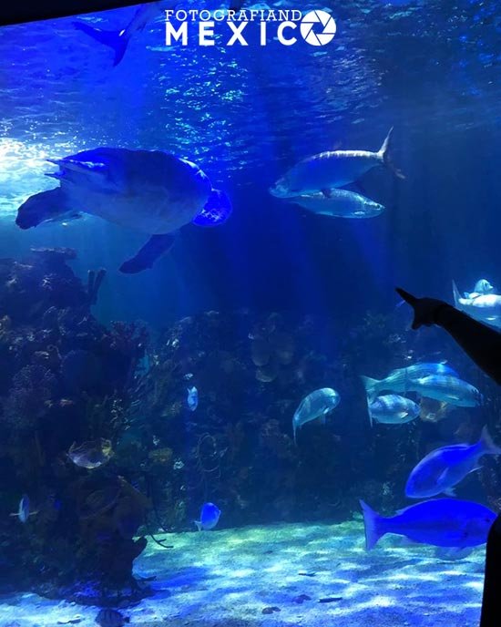 Acuario Intetactivo Inbursa