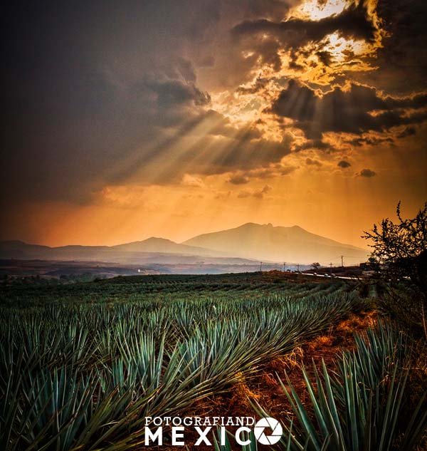 ¿Cómo hacer la ruta del tequila?
