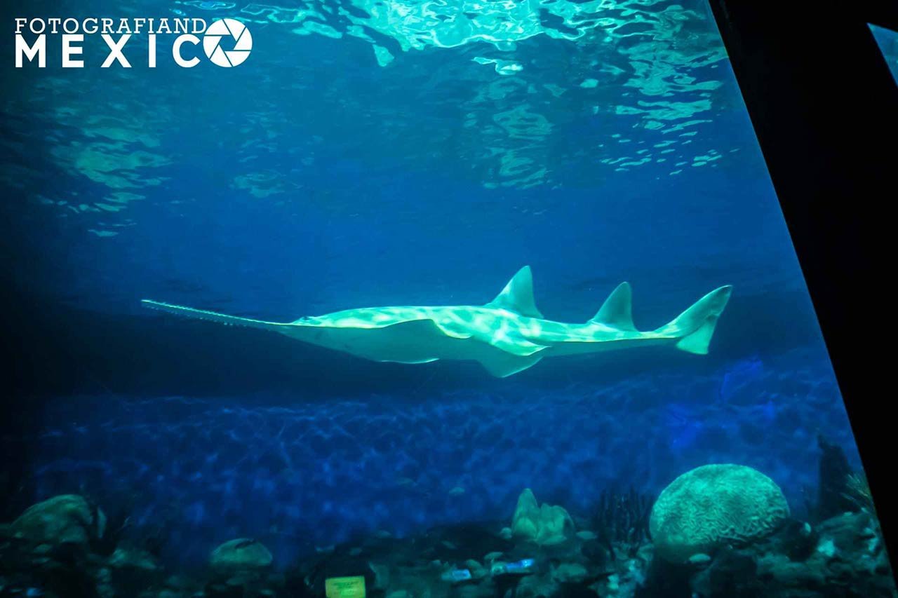 Acuario de Veracruz el acuario más importante de todo México