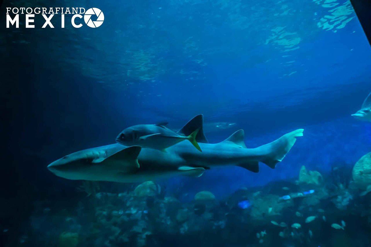 ¿Qué precio tiene la entrada al Acuario de Veracruz?