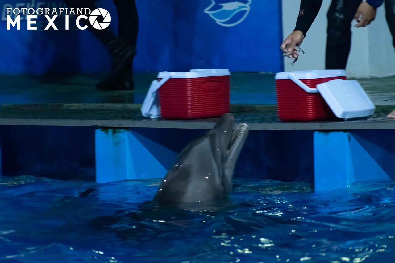 Cuánto dura recorrido acuario Veracruz