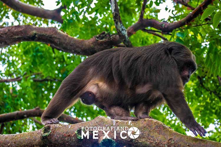 Cómo llegar y cuánto cuesta visitar la Isla de los Monos