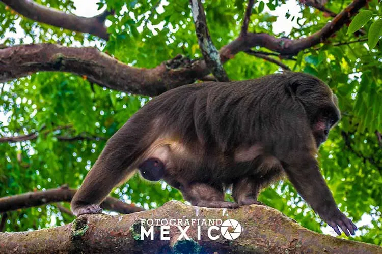 Cómo llegar y cuánto cuesta visitar la Isla de los Monos
