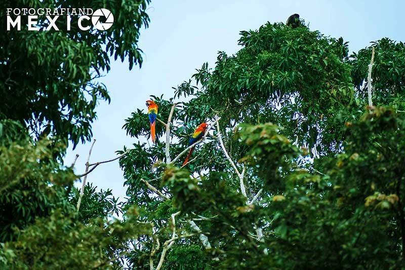Qué hacer en la Laguna de Catemaco
