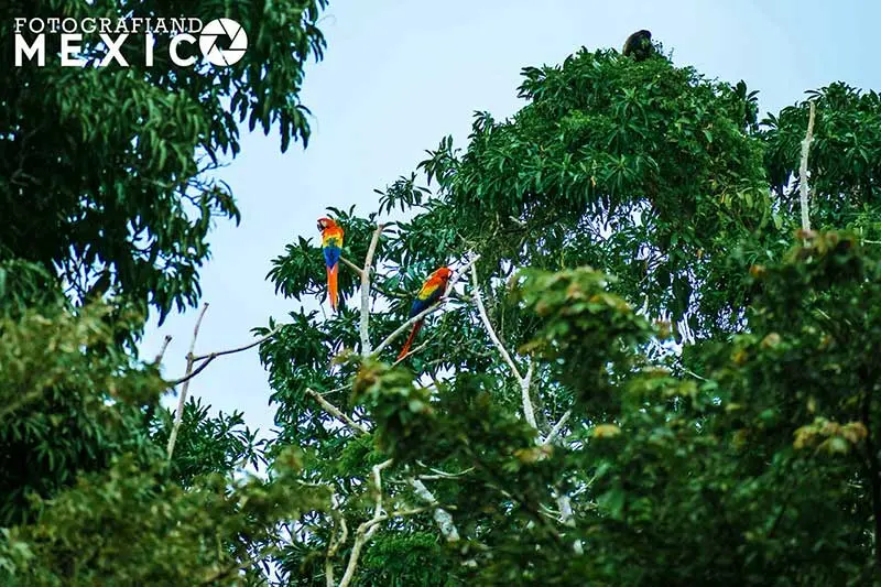 Qué hacer en la Laguna de Catemaco