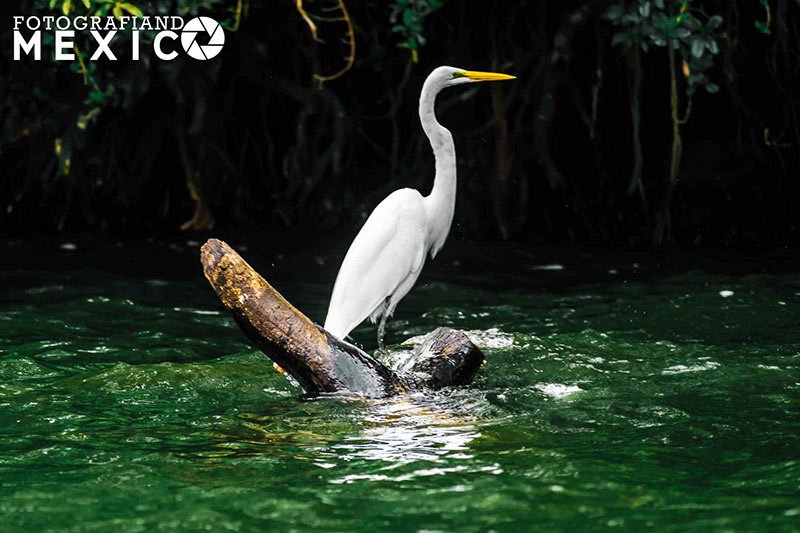 Cómo llegar a la Laguna de Catemaco